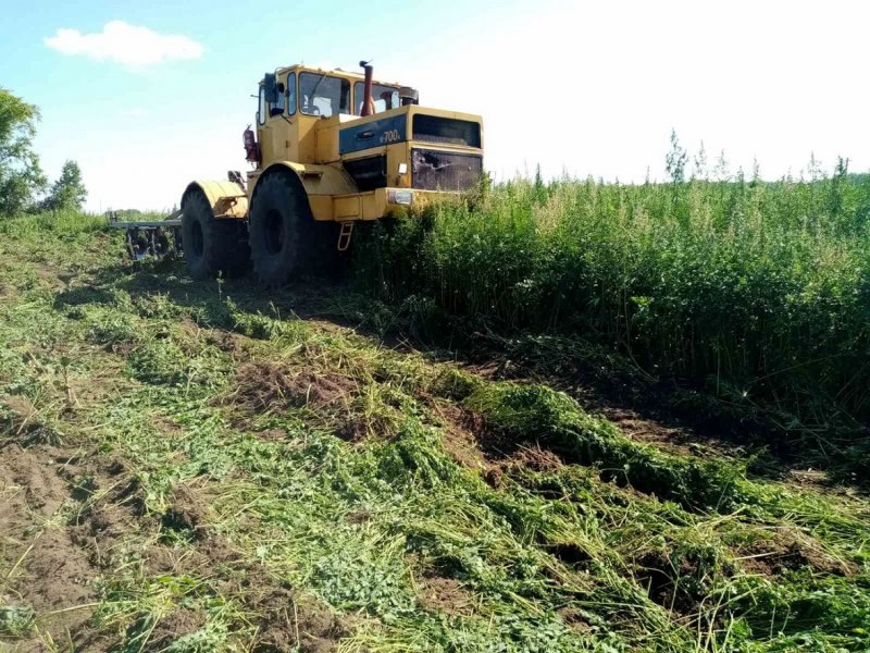 Исетские участковые уполномоченные и главы сельских поселений уничтожили очаги произрастания дикорастущей конопли