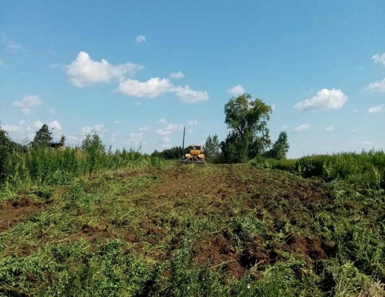 Исетские участковые уполномоченные и главы сельских поселений уничтожили очаги произрастания дикорастущей конопли